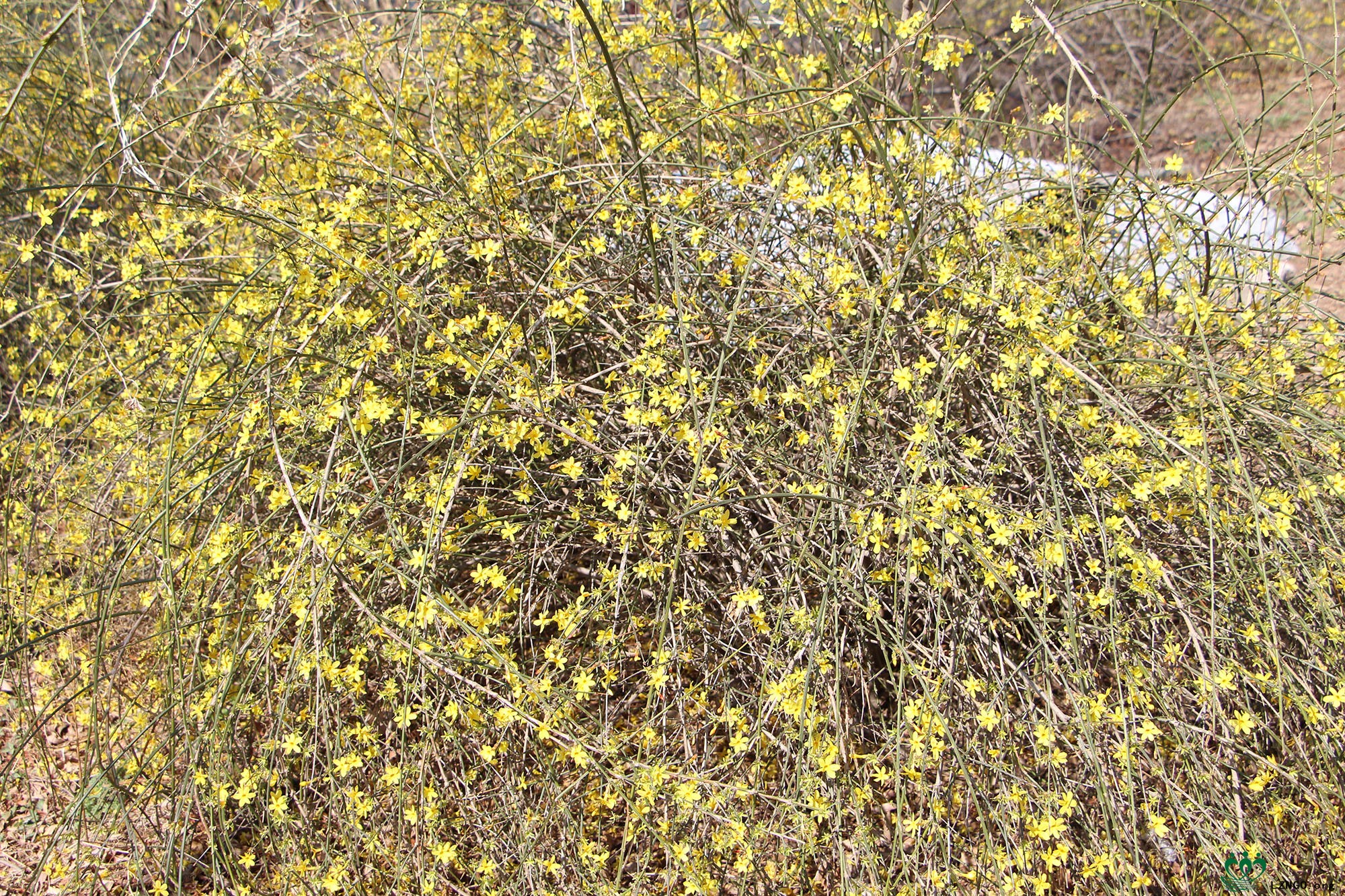 IMG_2708.jpg